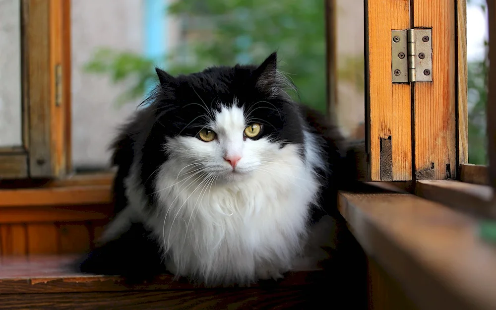 Norwegian Forest cat black and white