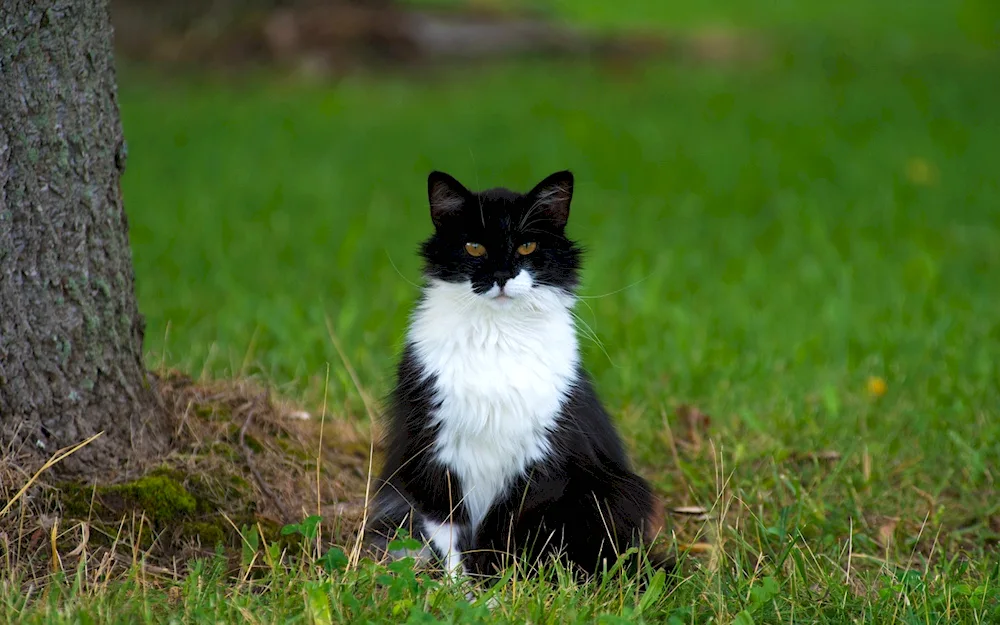 Black cat with white chest