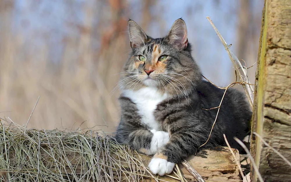 Norwegian Forest cat short-haired