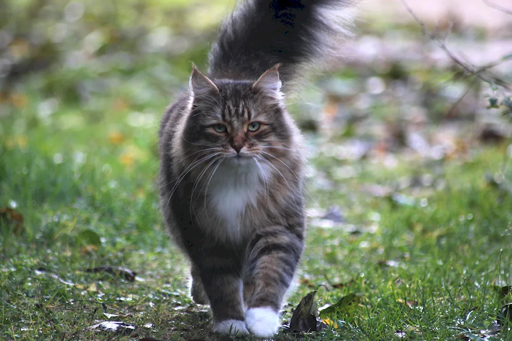 Norwegian Forest Cat Shorthair