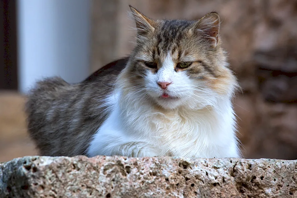 Norwegian Forest cat paws