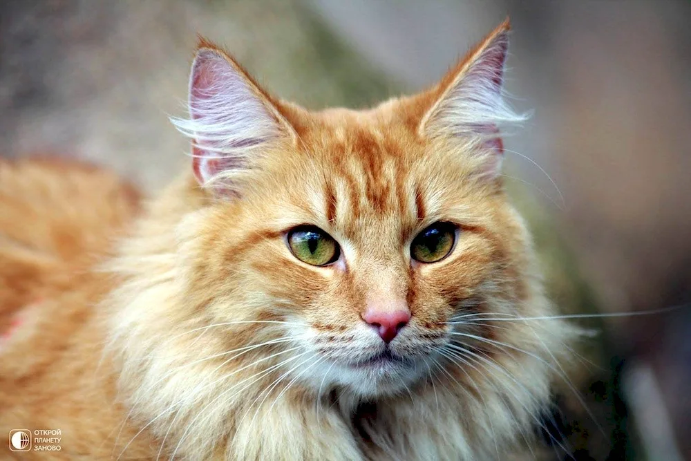 Norwegian Forest cat red