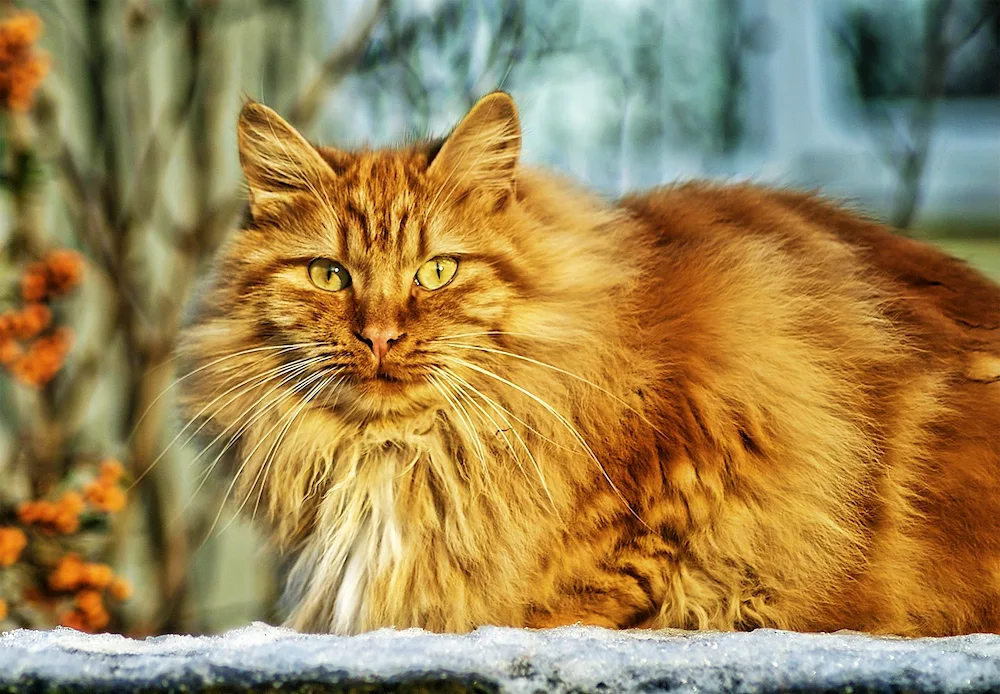 Norwegian Forest cat red