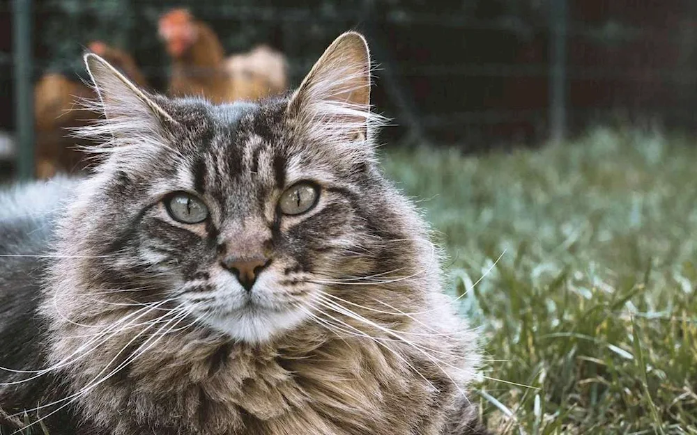 Norwegian Forest tabby cat