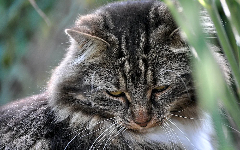 Norwegian Tabby Forest Cat