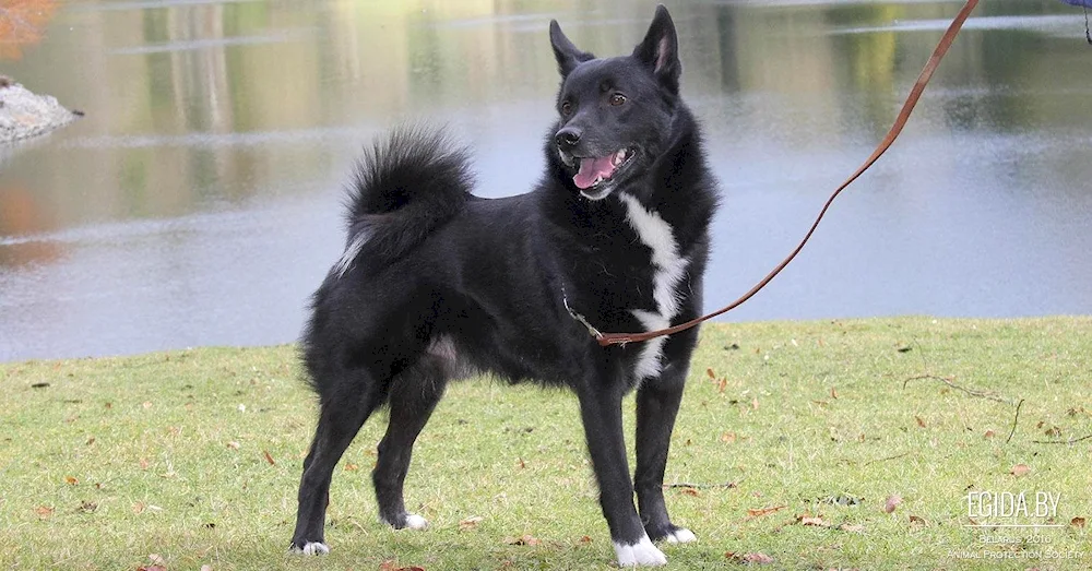 Norwegian shepherd husky bauund