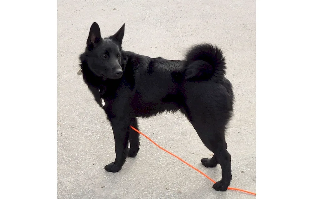 Eastern European husky