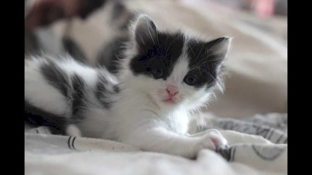 Norwegian Forest black mestizo kitten