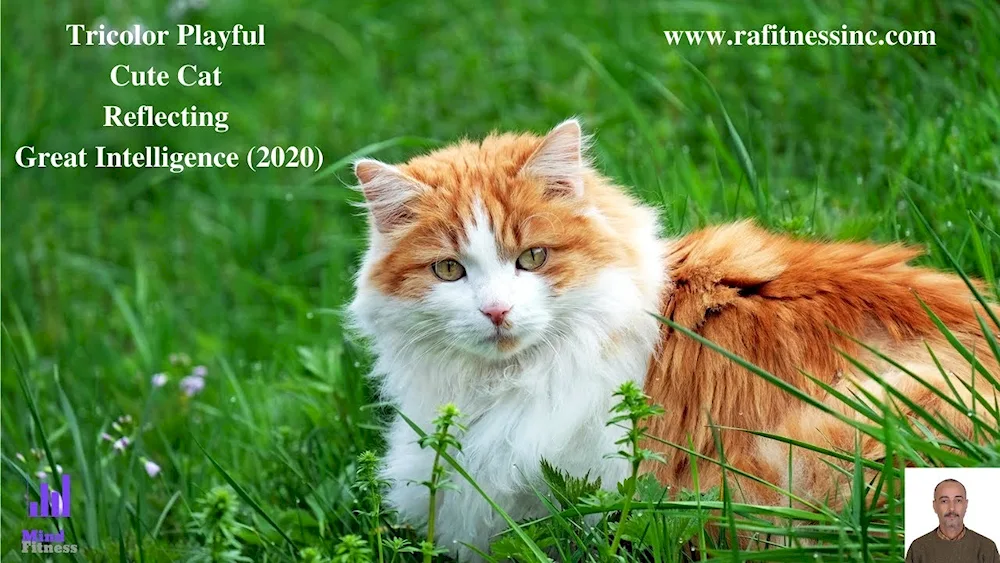 Norwegian Forest cat red