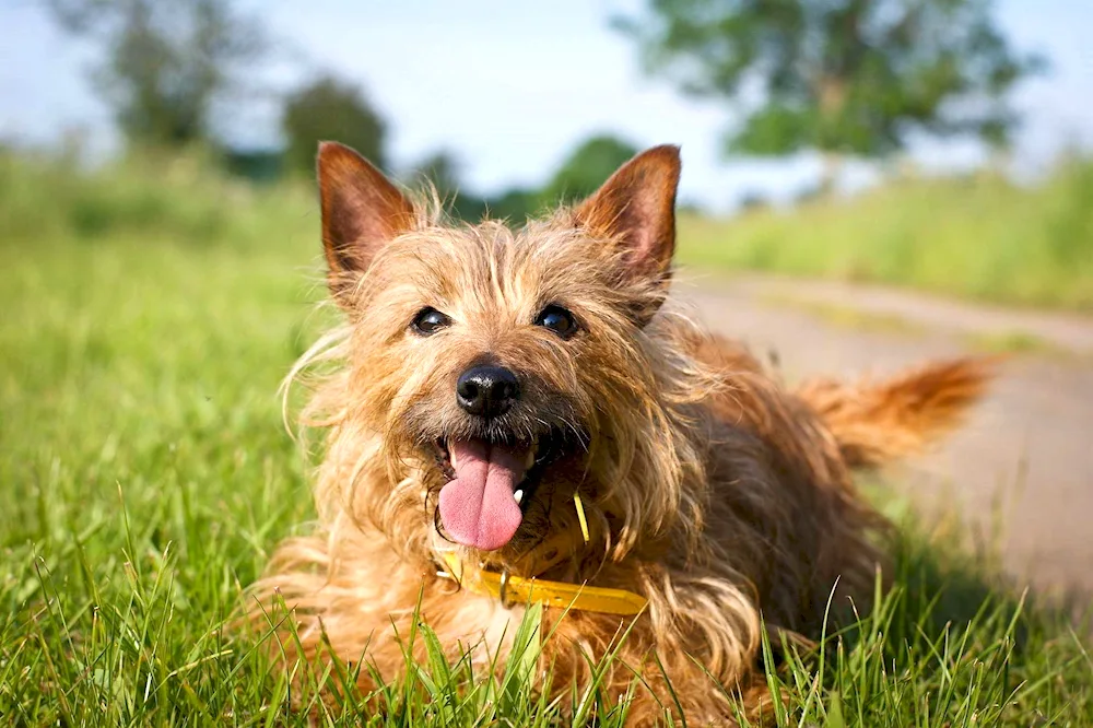 Yorkshire Terrier