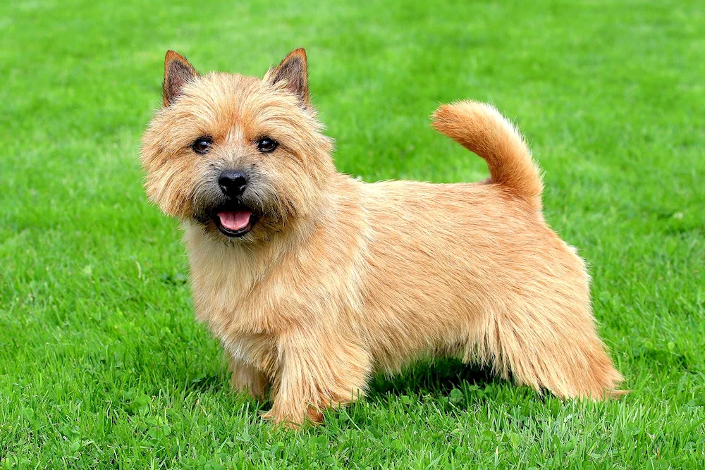 Norwich Terrier