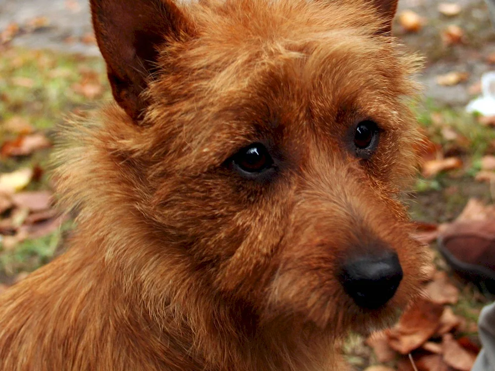 Norwich terrier red