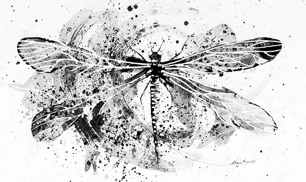 Dragonfly insect