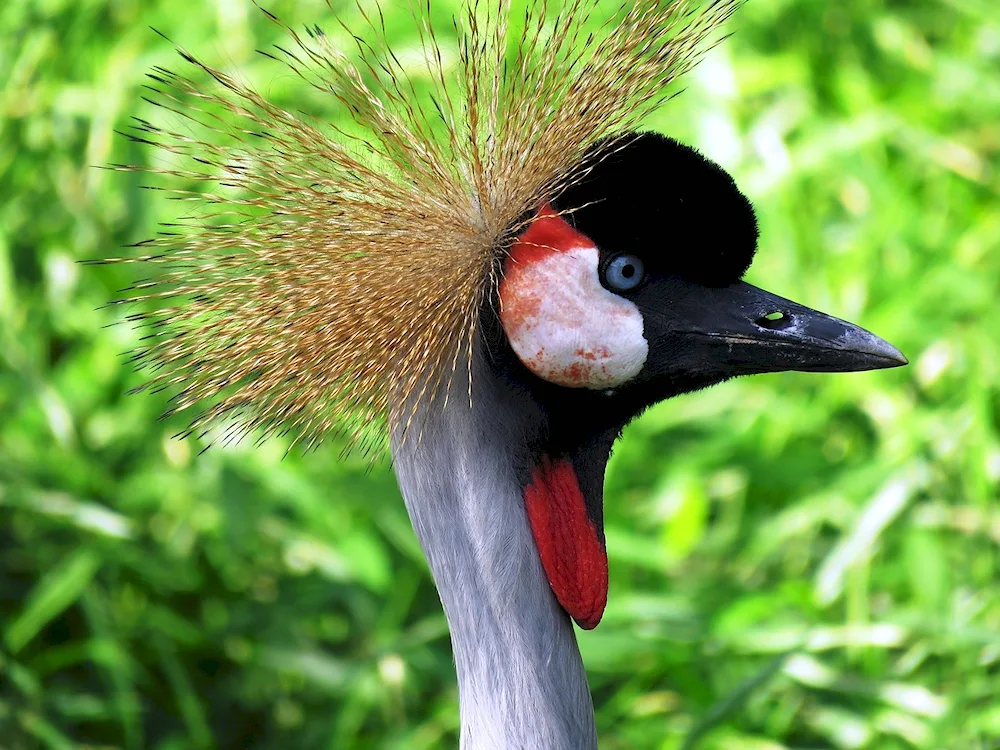 Bird with a long spout