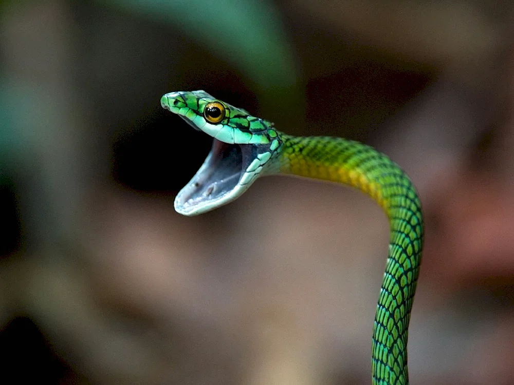 Bush viper Atheris