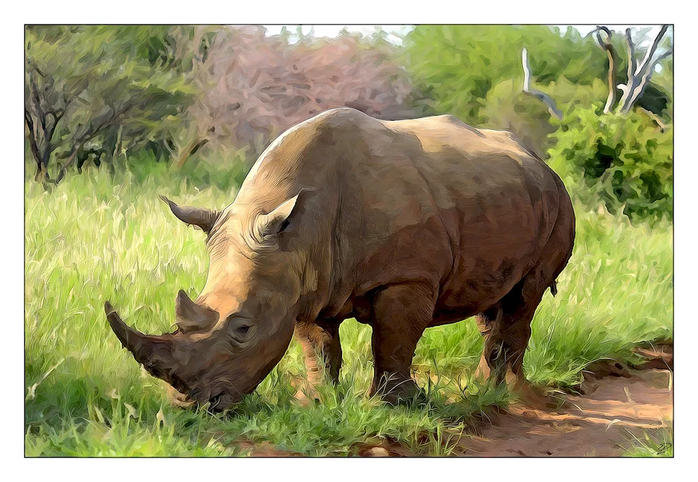 Rhinoceros drawing