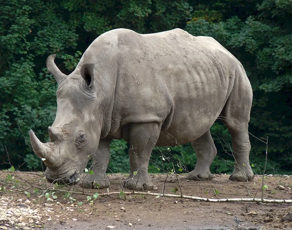 Rhino