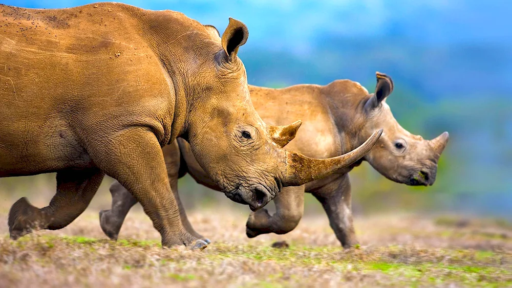 African rhinoceros in Africa