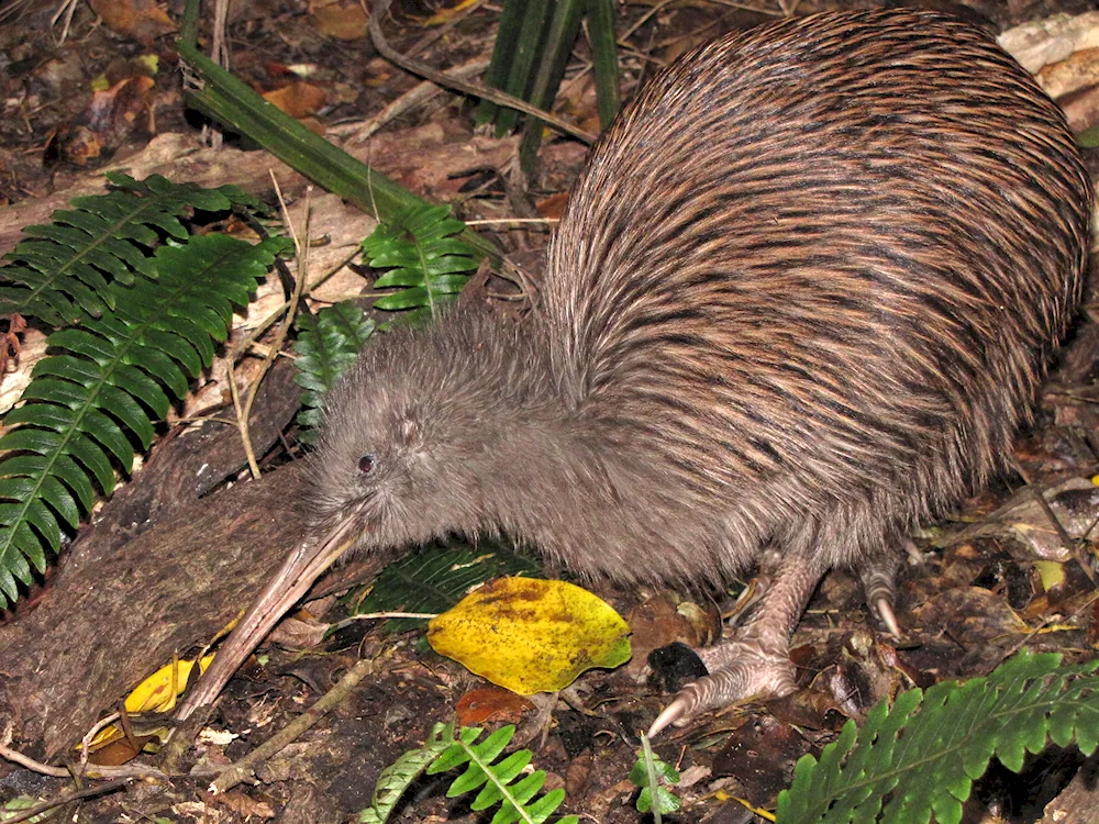 New Zealand kiwi bird