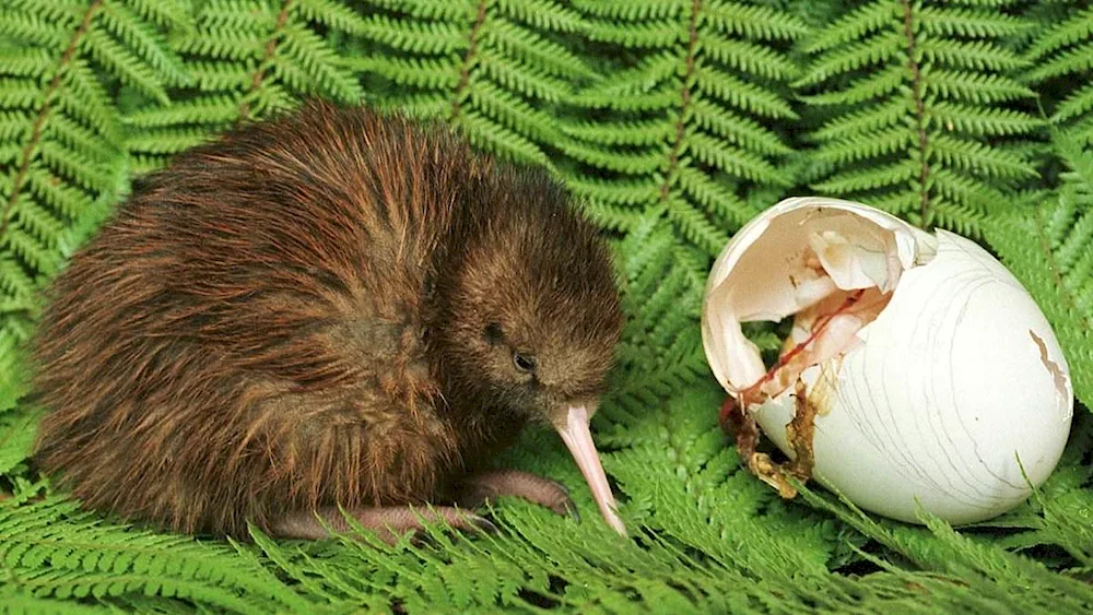 New Zealand kiwi bird