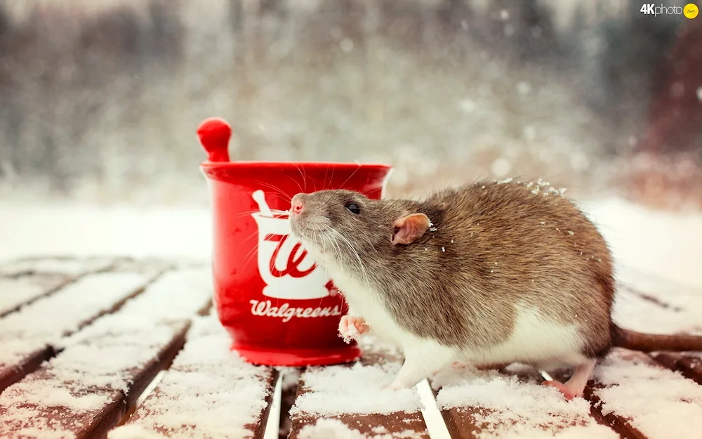 Beautiful rat