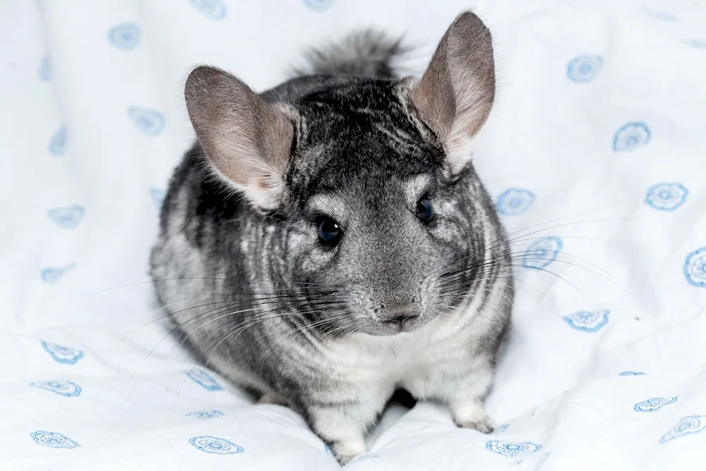 Chinchilla