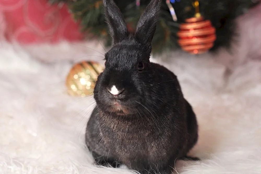 Alba rabbit