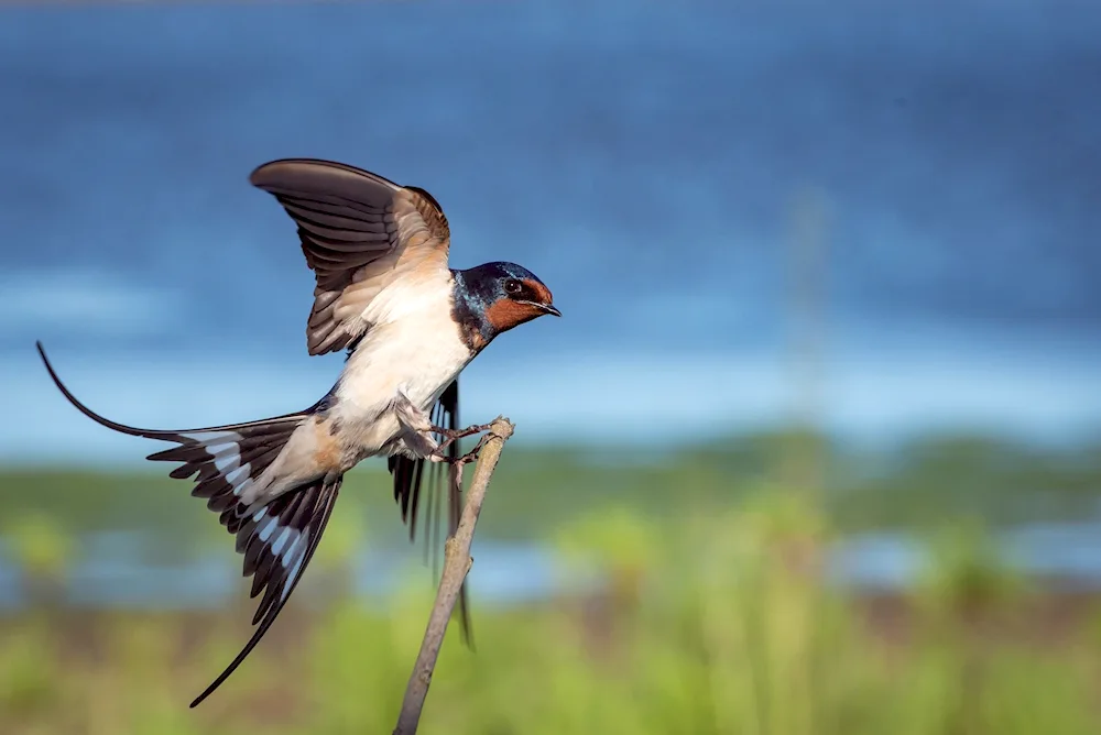 Swallows in the sky