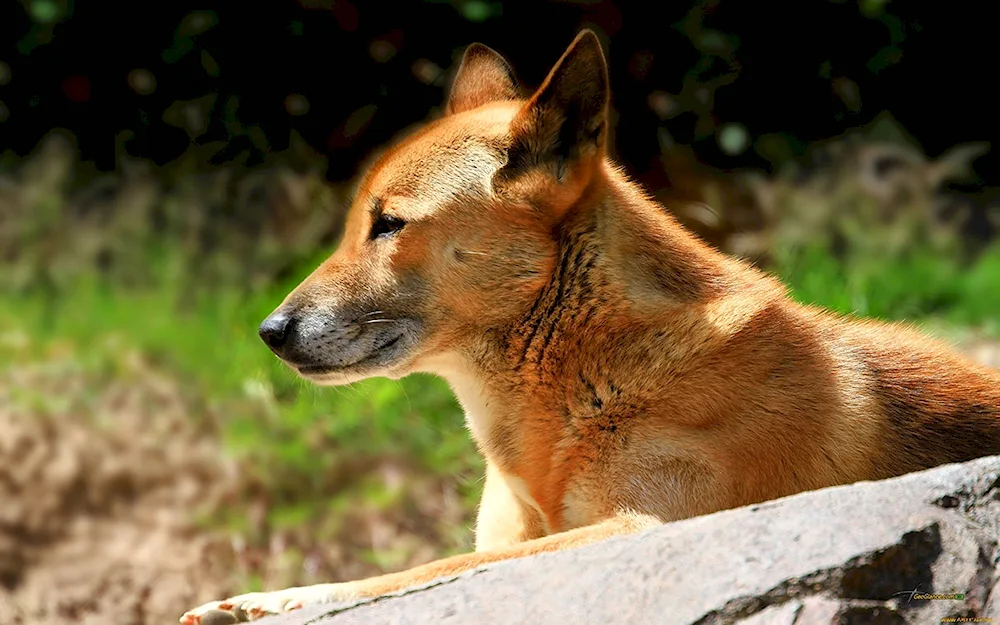 Hanaanian sheepdog