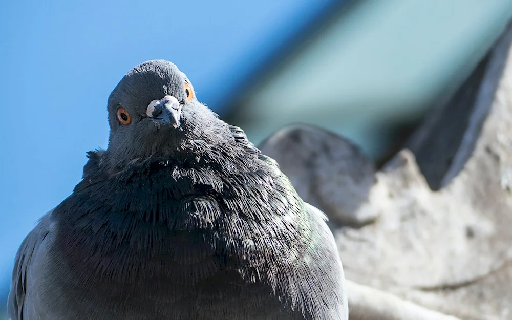 Pigeon