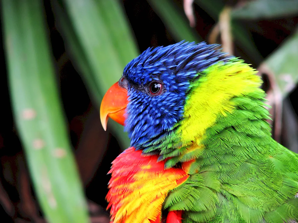 Novocaledon parrot Lori