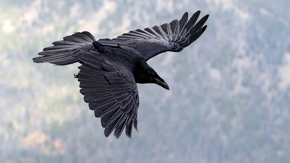 Crow flying sideways