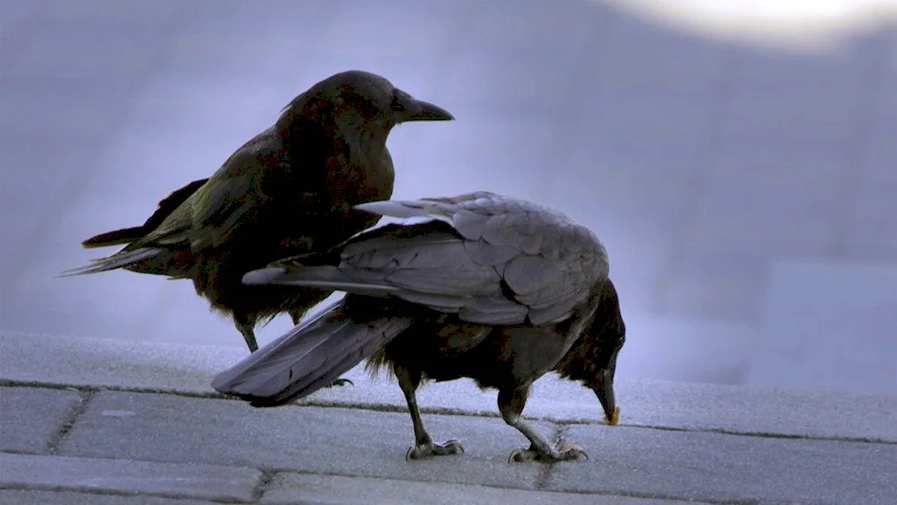 European crow crowGalka rake