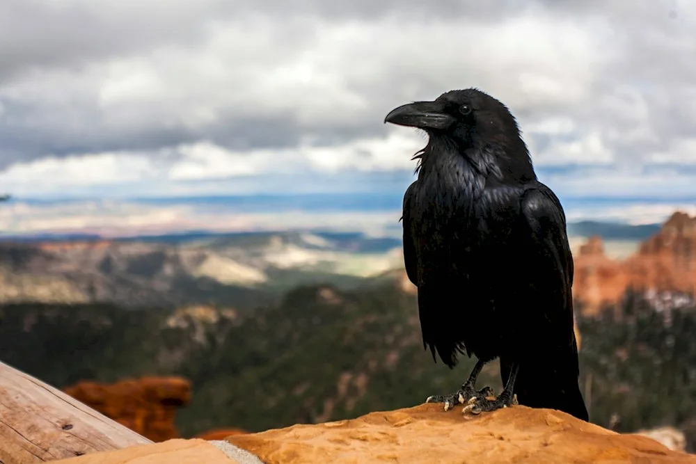 New Caledonian raven