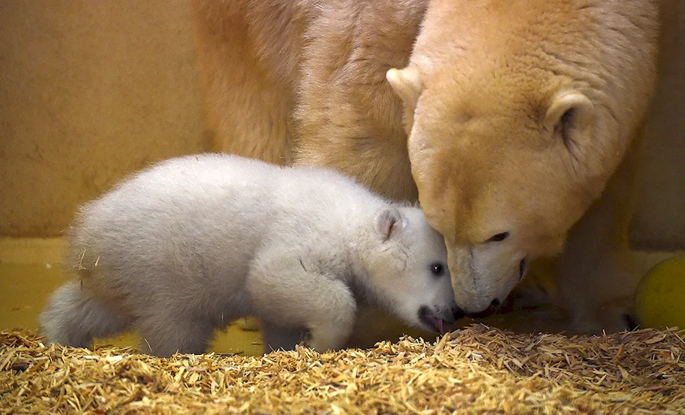 Otto Otto the polar bear cubs