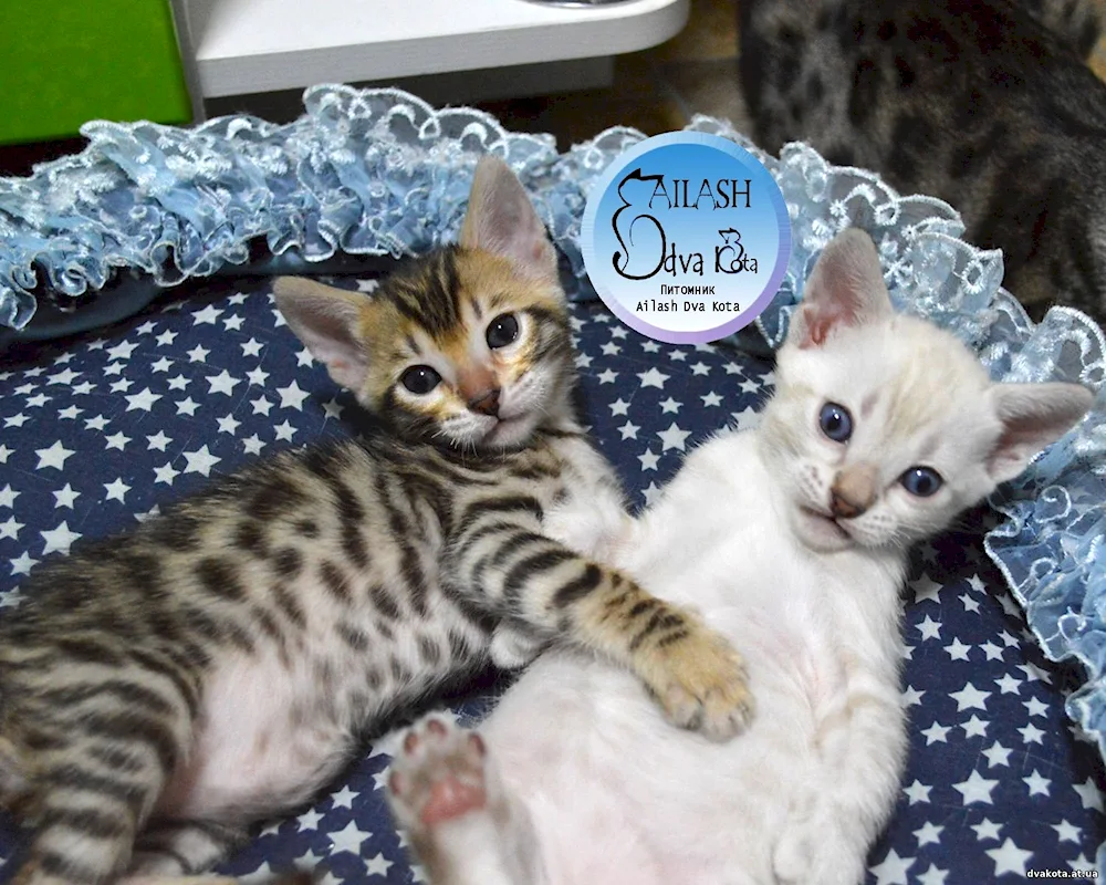 Newborn Bengals