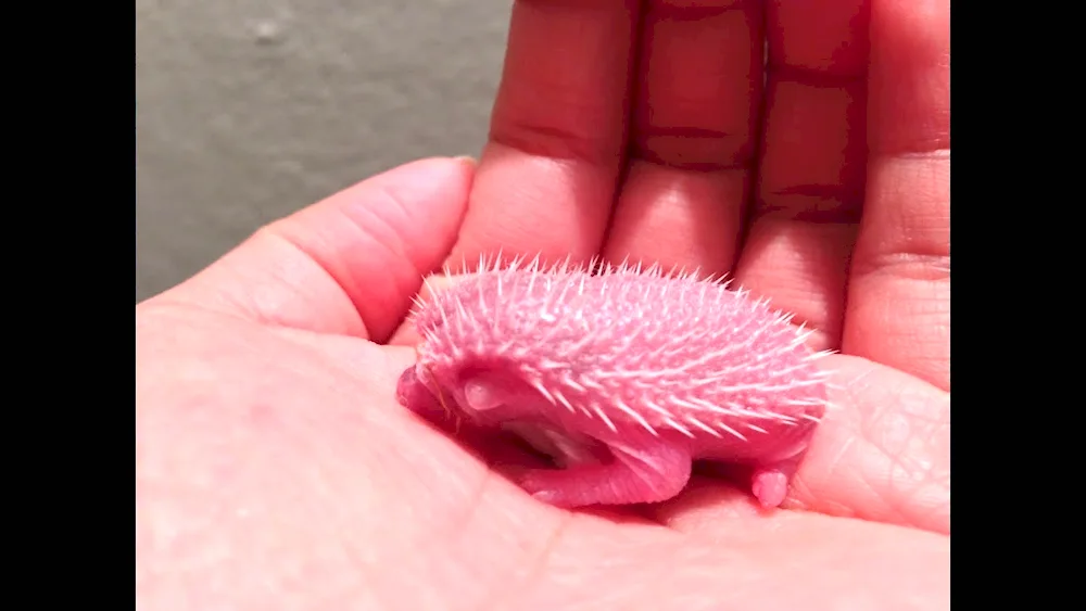 Indochinese hedgehog