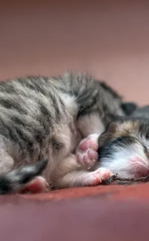 Newborn kittens