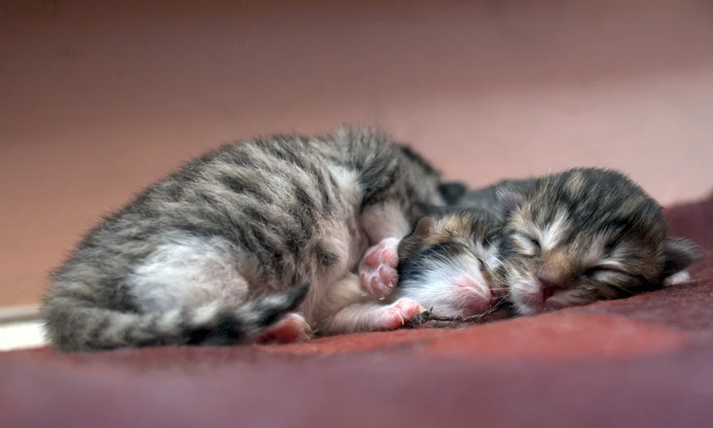 Newborn kittens