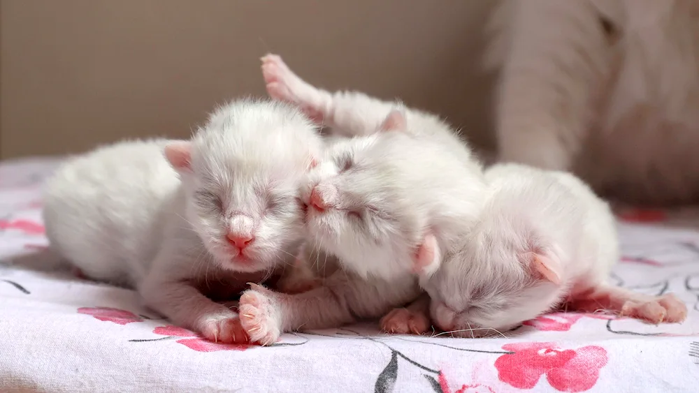 newborn kittens