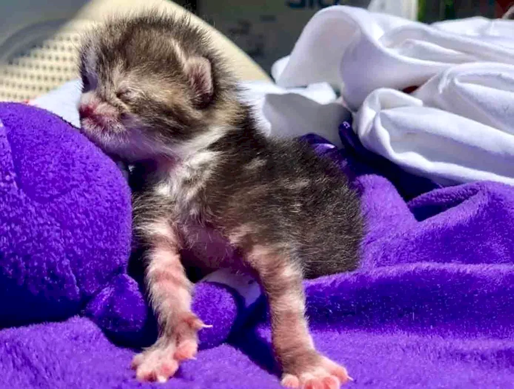 newborn kittens