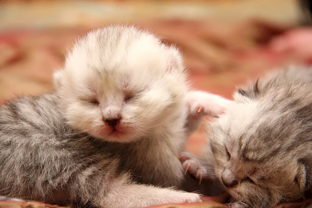 newborn kittens