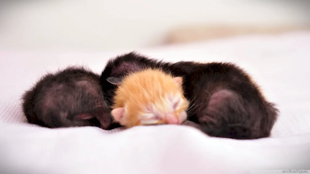 Newborn kittens