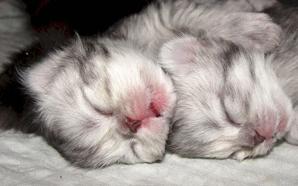 Newborn kittens