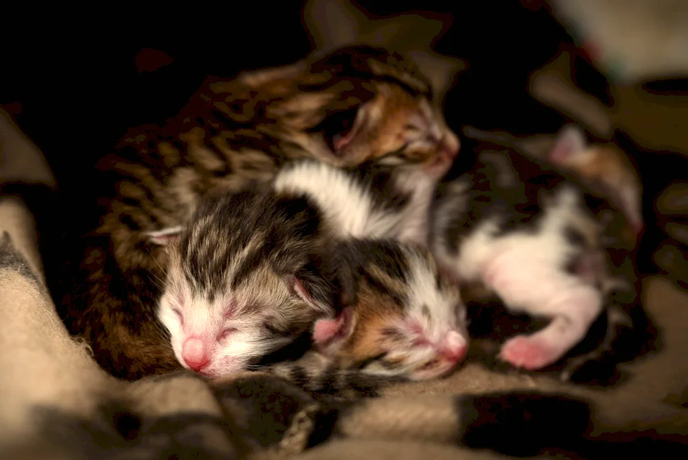 Newborn kittens
