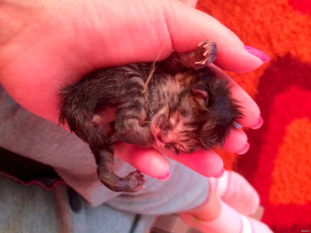 Newborn cinnamon kittens