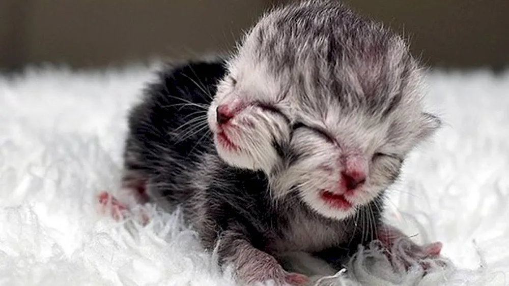 Newborn kittens