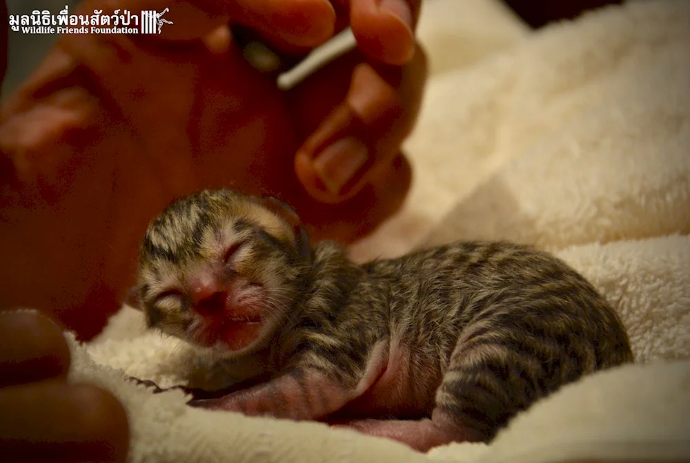 Newborn kittens