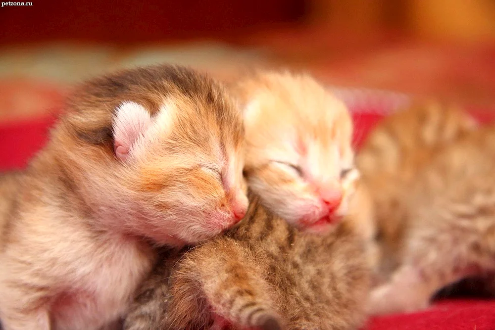 newborn kittens