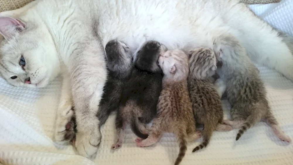 Newborn British kittens